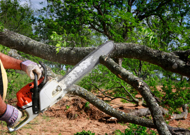 Best Tree Disease Treatment  in Burnet, TX